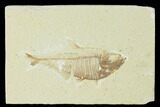 Fossil Fish (Diplomystus) - Green River Formation #150415-1